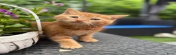 Mixed Breed cats for sale: Ginger kittens in Newtown - Advert 9