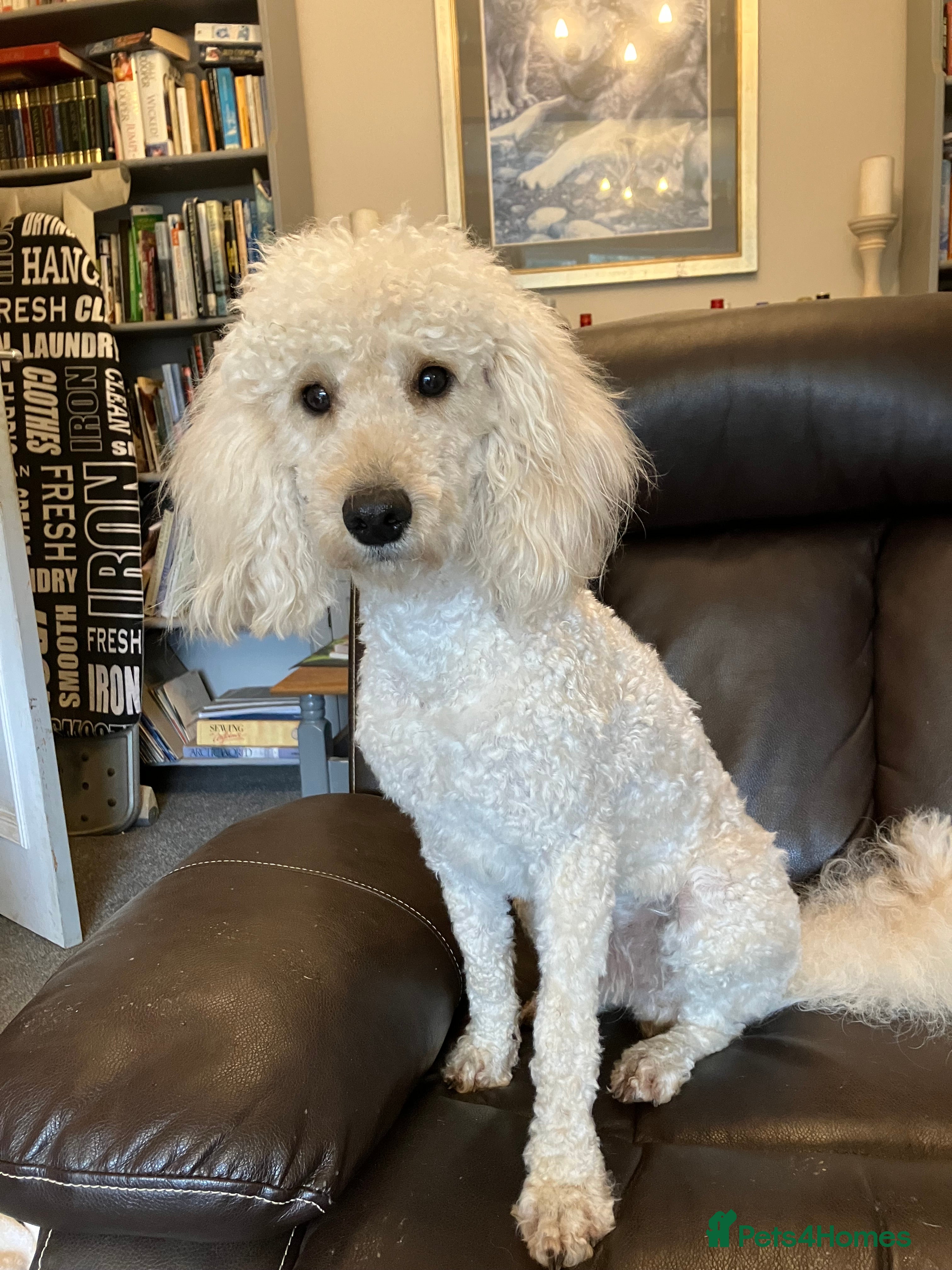 Miniature Poodle dogs MINIATURE POODLE  neutered male 4yrs old - Advert 1