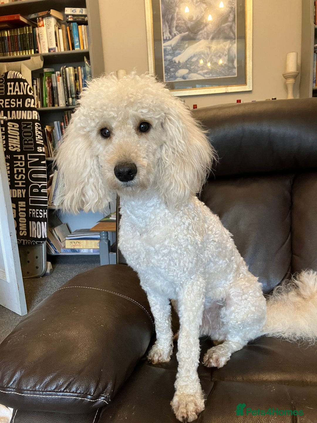 Miniature Poodle dogs for sale: MINIATURE POODLE  neutered male 4yrs old - Advert 1
