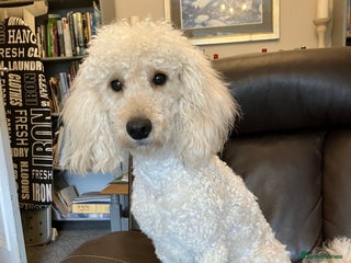 Miniature Poodle dogs MINIATURE POODLE neutered male 4yrs old - Advert 1