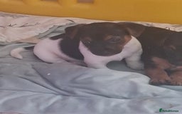 Jack Russell dogs for sale: Jack Russell pups - Image 14
