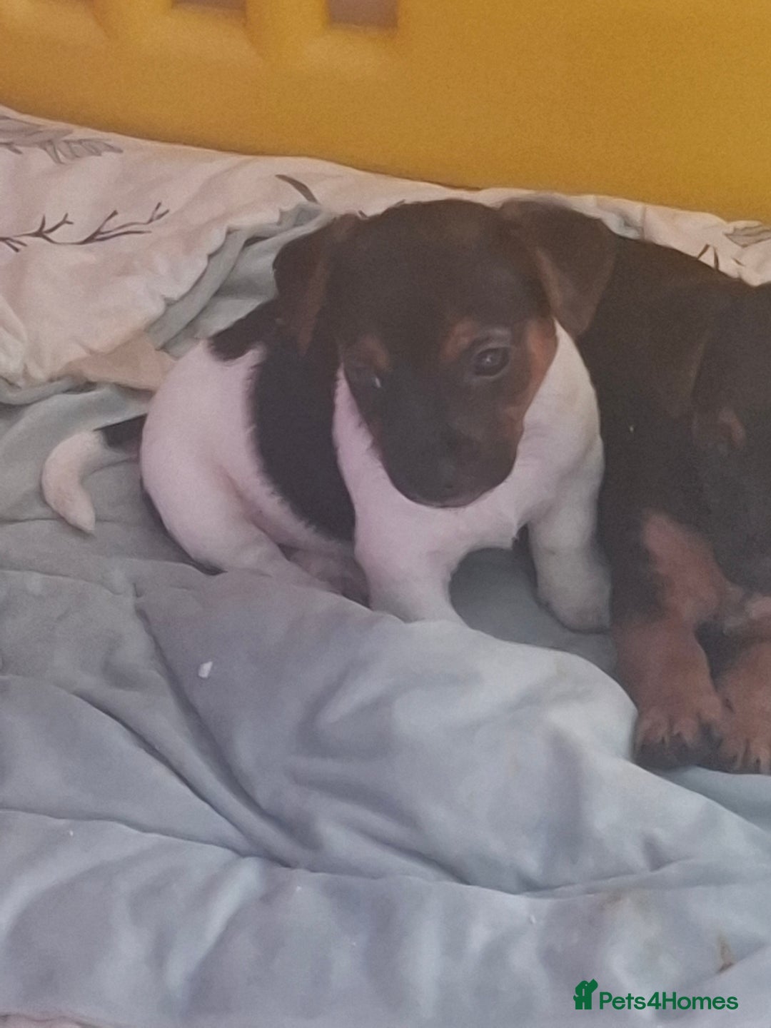 Jack Russell dogs for sale: Jack Russell pups - Image 14