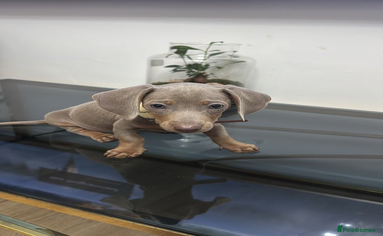 Dachshund dogs - Advert 4