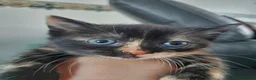 British Shorthair cats for sale: 2 kittens  in Wigan - Advert 7