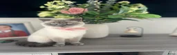 British Shorthair cats for sale: GCCF Colour pointed British shorthair   - Advert 4