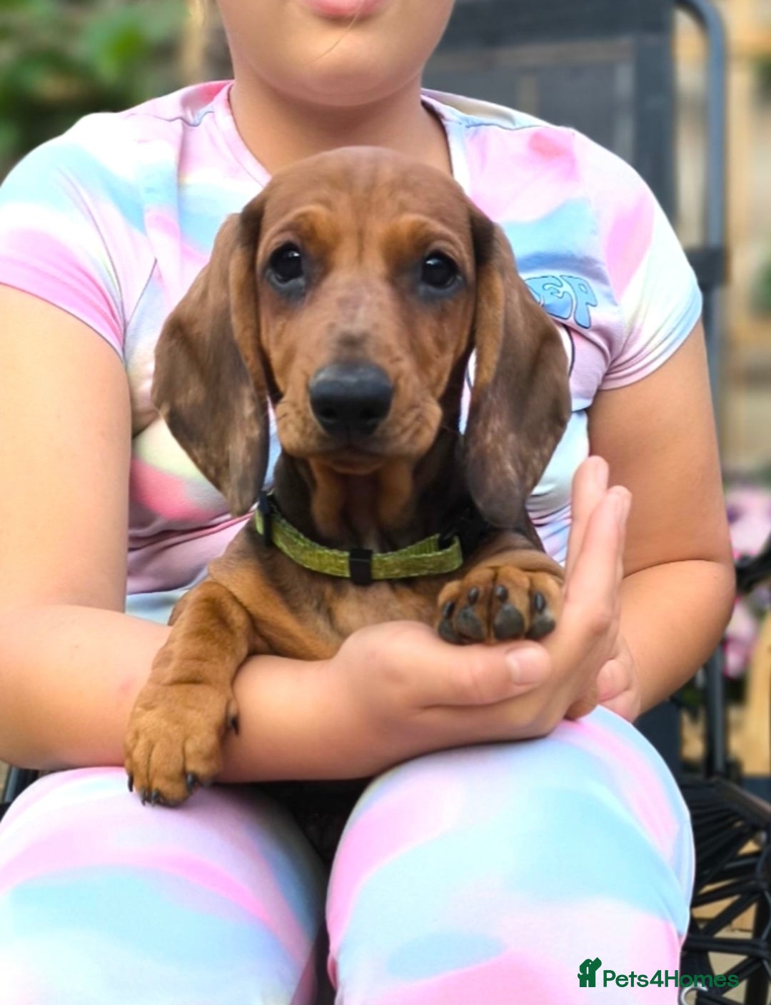 Dachshund dogs for sale: READY NOW-Champions Line Standard Dachshund KC REG in Coventry - Image 9