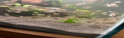 Cichlids fish for sale: Nicaraguan cichlid - Advert 2