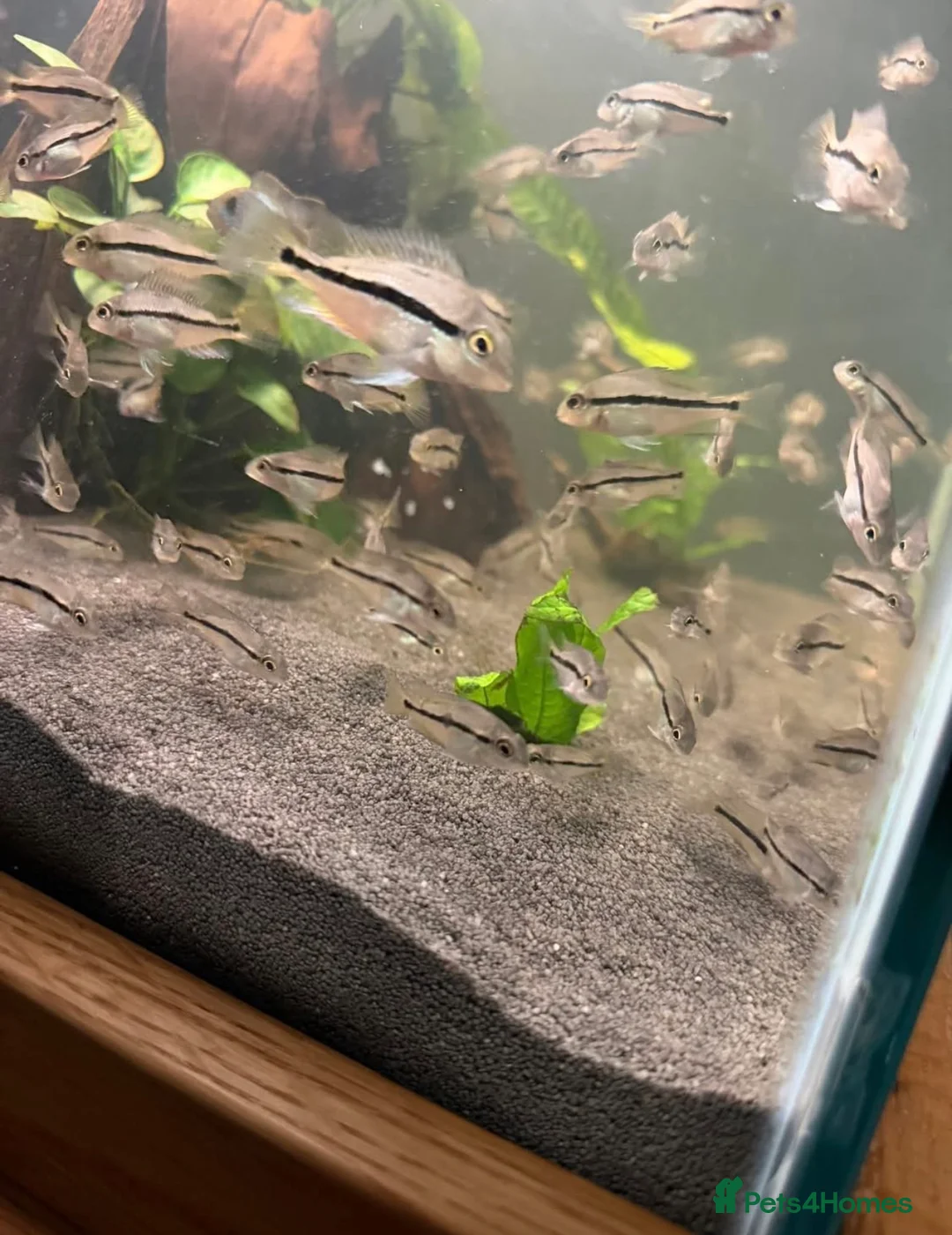 Cichlids fish for sale: Nicaraguan cichlid - Advert 2