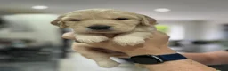 Golden Retriever dogs for sale: Mark Flanagan & Valerie Rochard  - Advert 4