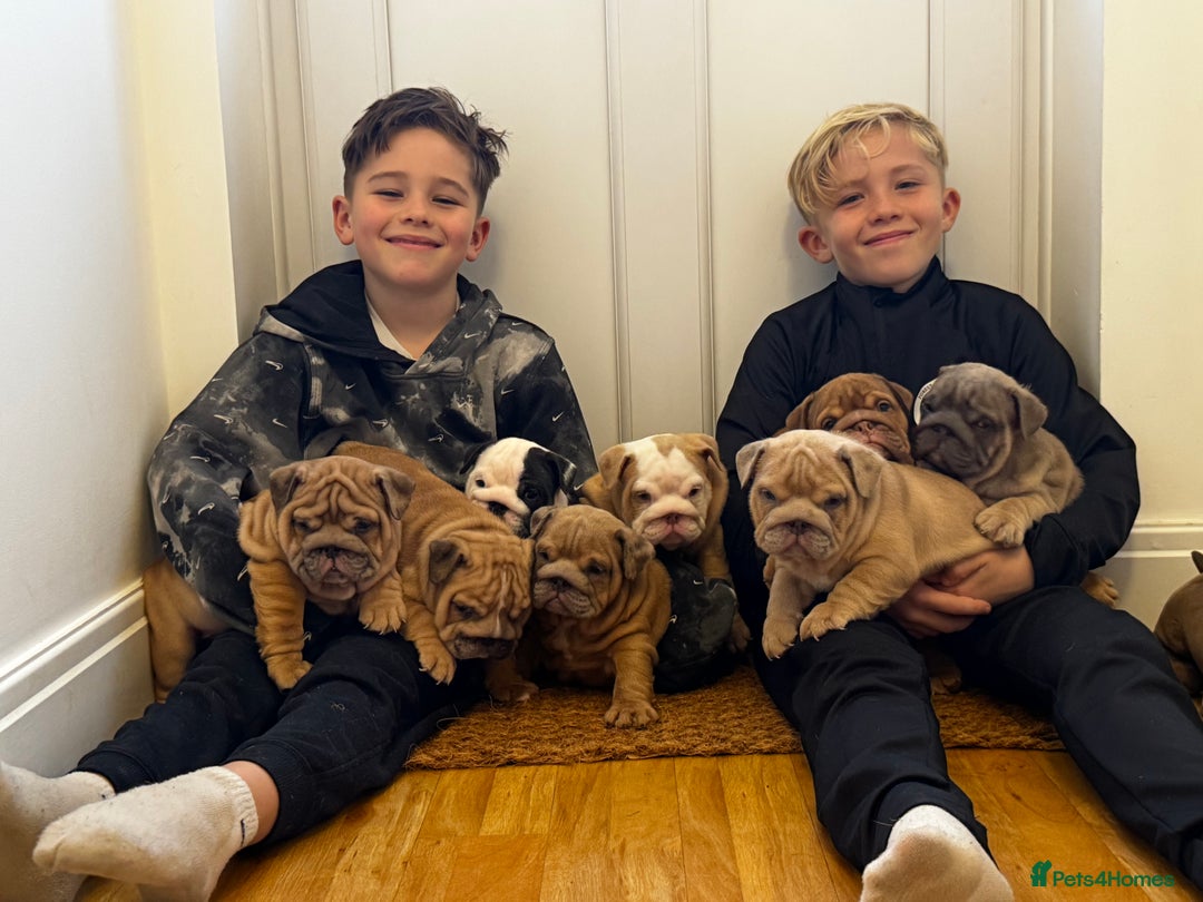 English Bulldog dogs for sale: Stunning litter of coloured Bulldogs home reared - Advert 1