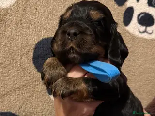 Cocker Spaniel dogs Show line cocker spaniel - Advert 11