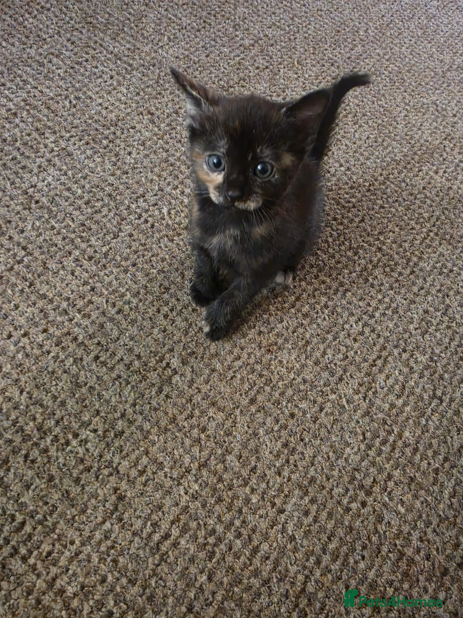 Mixed Breed cats 4 Adorable Kittens for Sale 🐱 - Advert 7