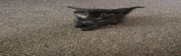 Mixed Breed cats for sale: 4 Adorable Kittens for Sale 🐱 - Advert 1
