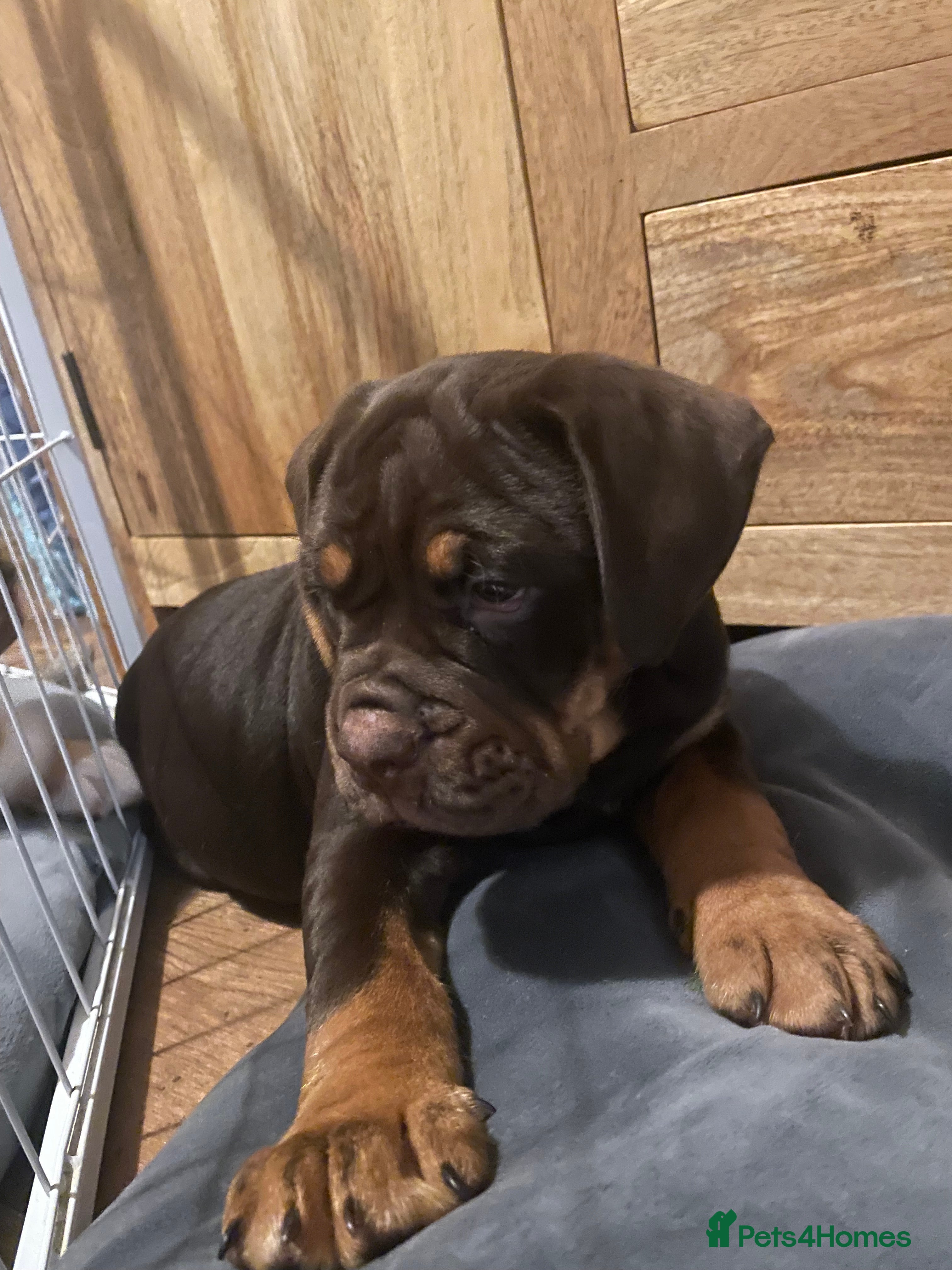 Olde English Bulldogge dogs NEBBR registered Olde English bulldogge puppies - Advert 1