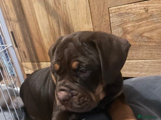 Olde English Bulldogge dogs NEBBR registered Olde English bulldogge puppies - Advert 1