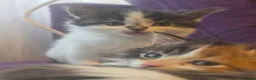 Mixed Breed cats for sale: Gorgeous Main Cooon-Persian Mix Kittens  - Advert 27