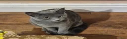British Shorthair cats for sale: 10 Month Old Grey Striped British Shorthair Blue in Leeds - Advert 1