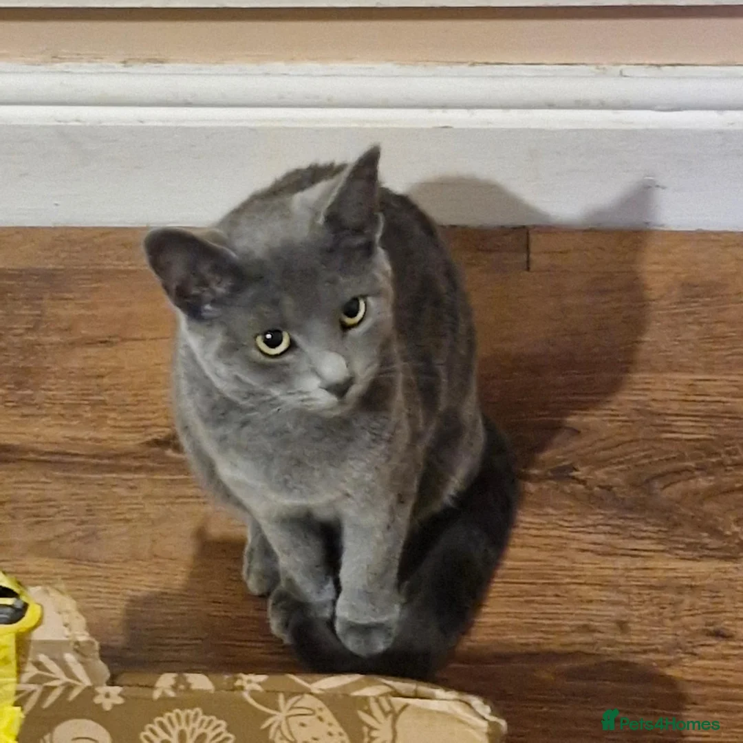 British Shorthair cats for sale: 10 Month Old Grey Striped British Shorthair Blue in Leeds - Advert 1