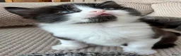 Mixed Breed cats for sale: Gorgeous 5 Adorable Kittens Ready For Home 💕 - Advert 8