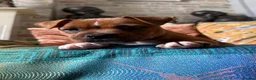 Staffordshire Bull Terrier dogs for sale: Hank. - Advert 18