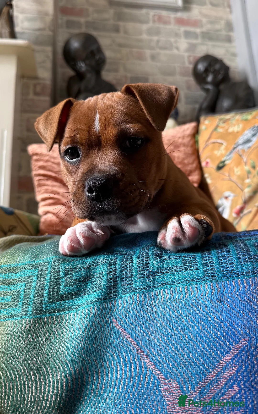 Staffordshire Bull Terrier dogs for sale: Hank. - Advert 18