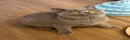 British Shorthair cats for sale: Gccf registered kittens  - Advert 7