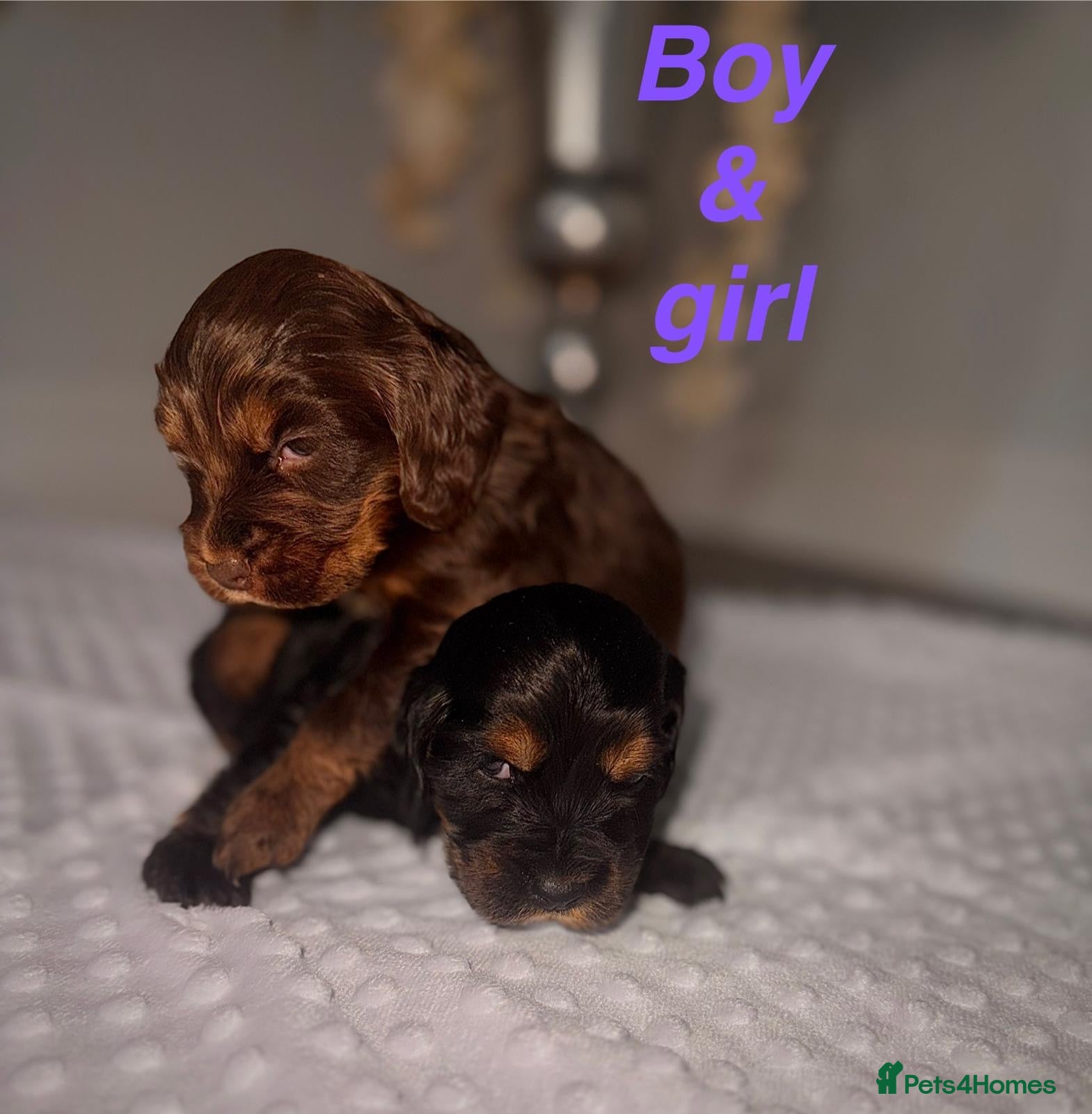 Cocker Spaniel dogs 🐾Show Type Cocker spaniel puppies 🐾 - Advert 2
