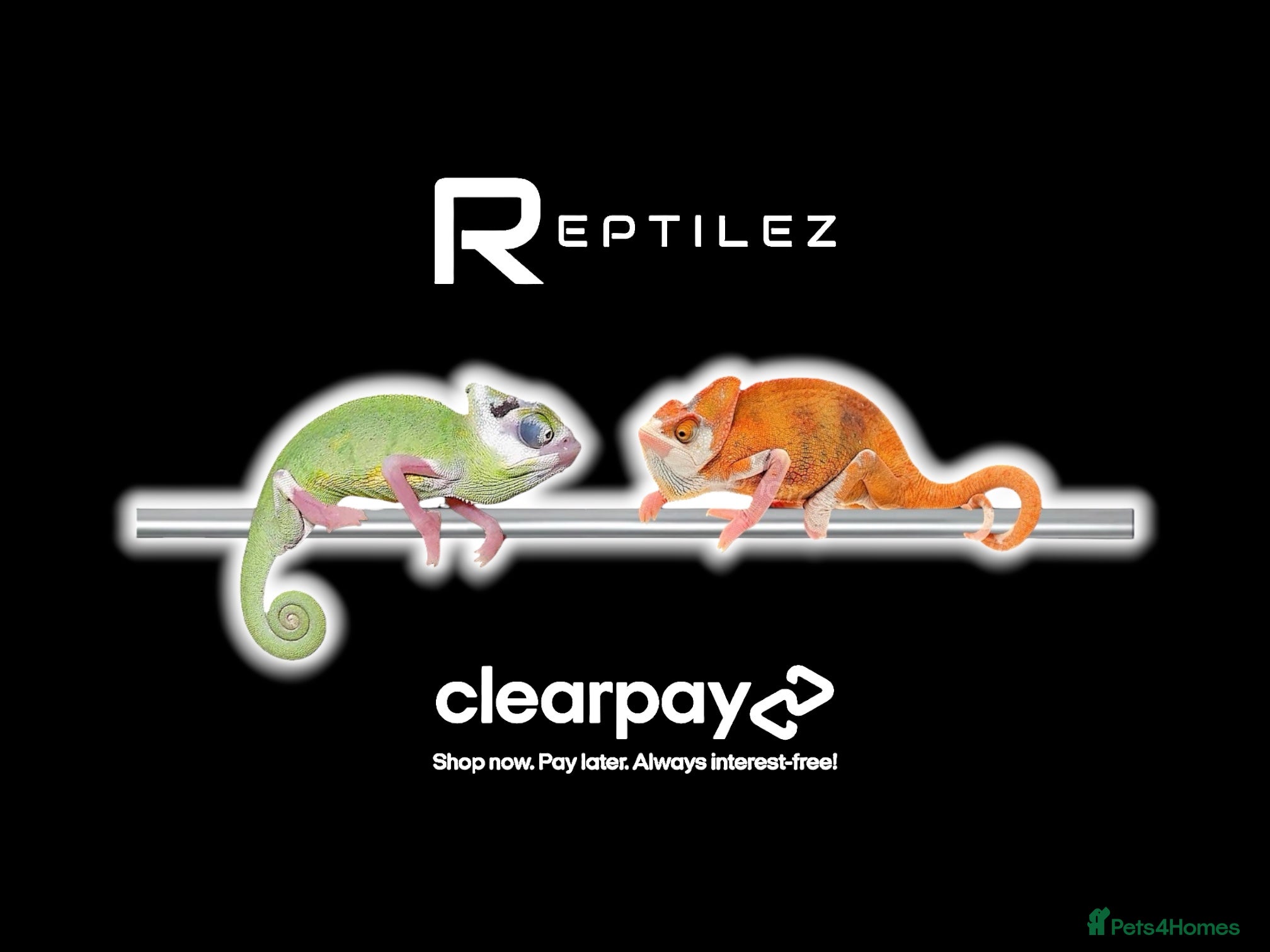 Chameleon reptiles CHAMELEONS - Advert 1