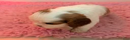 Cavalier King Charles Spaniel dogs for sale: KC Beatiful Quality Puppies - Advert 6