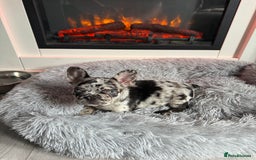 French Bulldog dogs for sale: Frenchie litter - Image 8