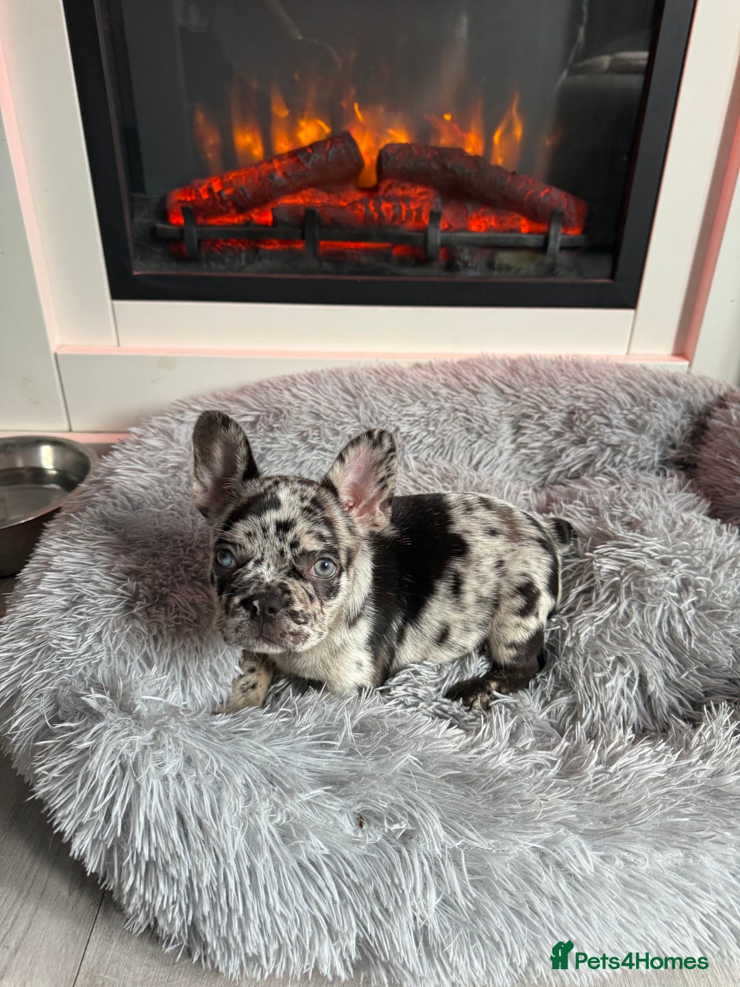 French Bulldog dogs for sale: Frenchie litter - Image 8