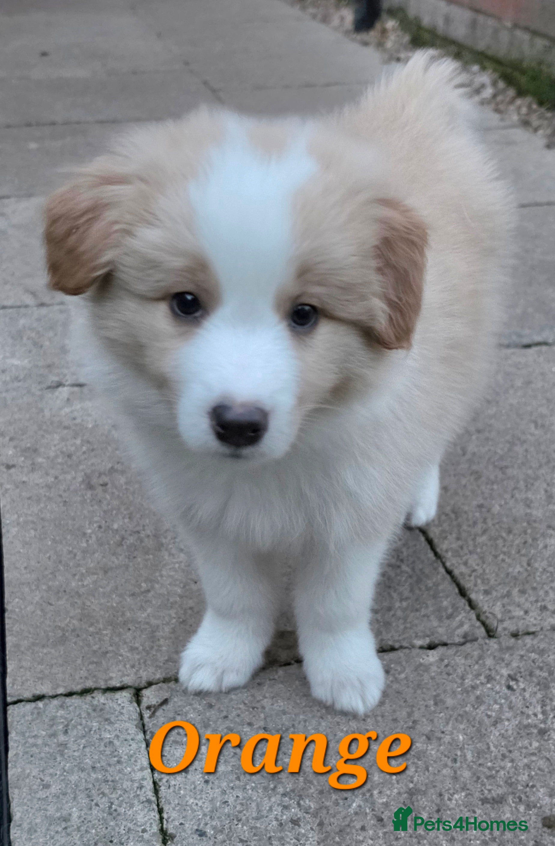 Border Collie dogs Beautiful EE-Red/Golden Long Haired Border Collies - Advert 2