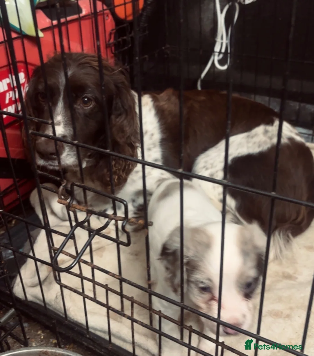 English Springer Spaniel dogs for sale: Male springer spaniel - Advert 2