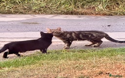 Mixed Breed cats for sale: Kittens for sale - Image 8