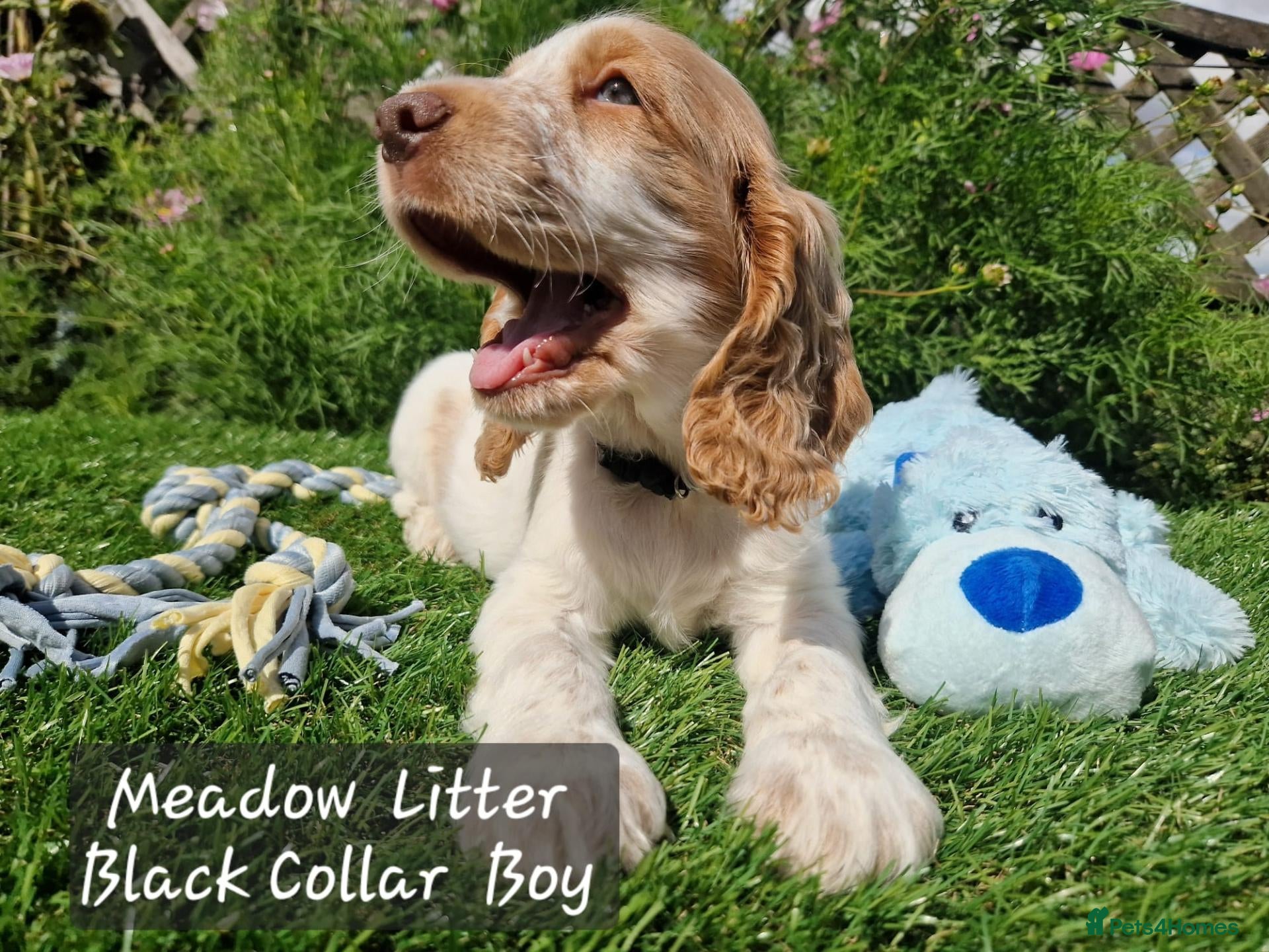 Cocker Spaniel dogs Pedigree Cocker Spaniel Puppies  - Advert 2