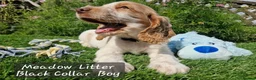 Cocker Spaniel dogs for sale: Pedigree Cocker Spaniel Puppies  - Advert 2