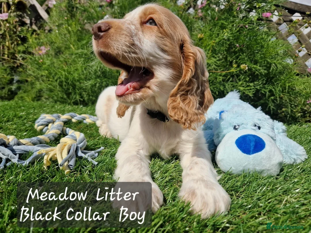 Cocker Spaniel dogs for sale: Pedigree Cocker Spaniel Puppies  - Advert 2