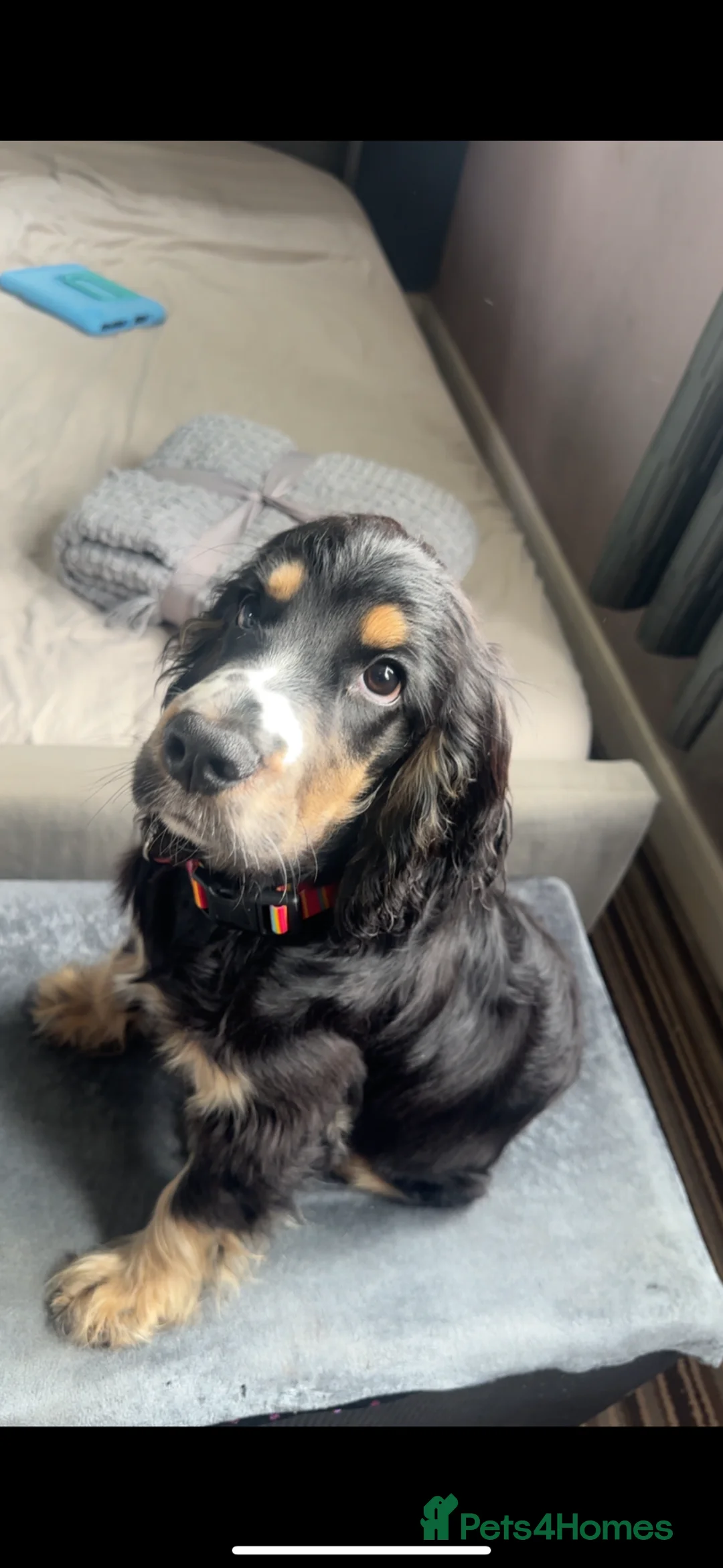 Cocker Spaniel dogs for sale: 🐶 Beautiful show Cocker Spaniel for Sale 🐶 in Scunthorpe - Advert 1