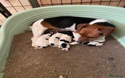 Jack Russell dogs for sale: Jack Russel pups - Image 1