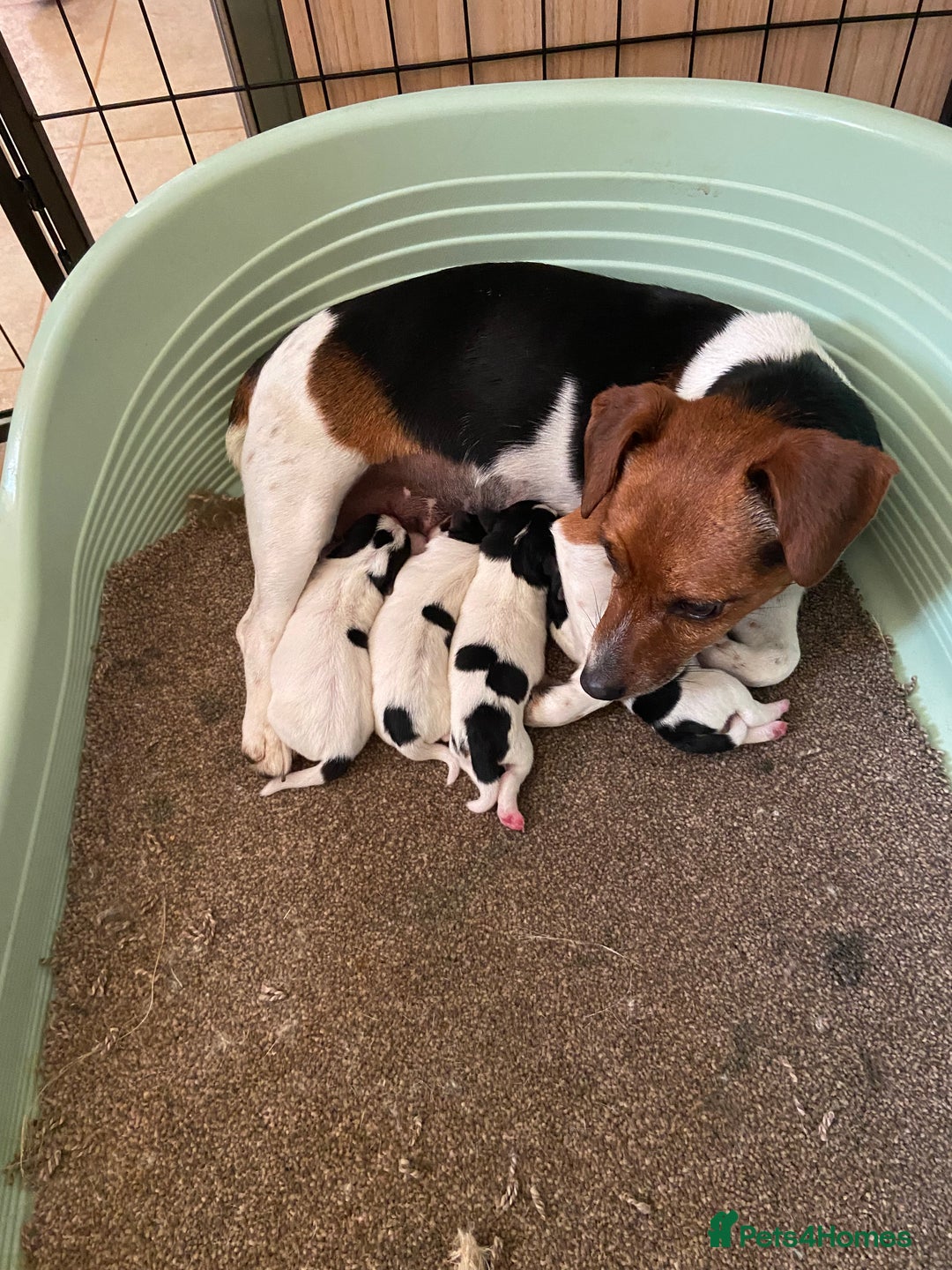 Jack Russell dogs for sale: Jack Russel pups - Image 1
