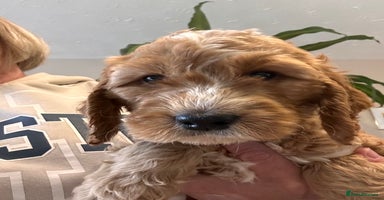 Irish Doodle dogs - Advert 12