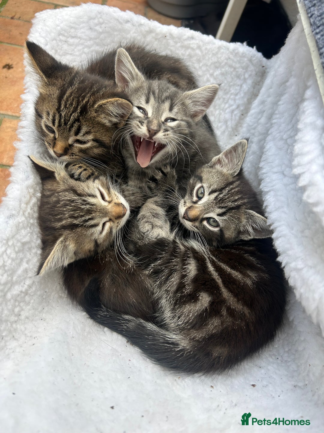Mixed Breed cats for sale: 4 kittens for sale mixed breed  - Image 3