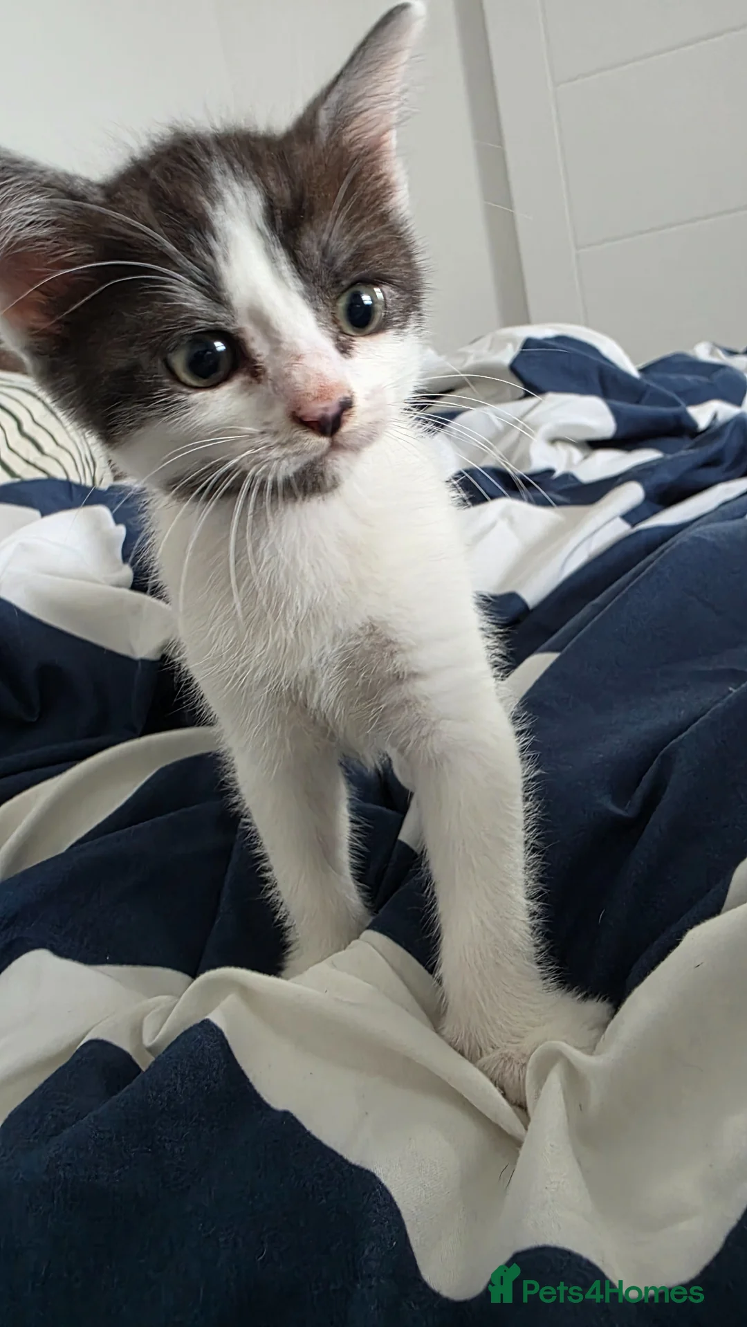 Egyptian Mau cats for sale: 2 beautiful Egyptian Mau kittens - Advert 2