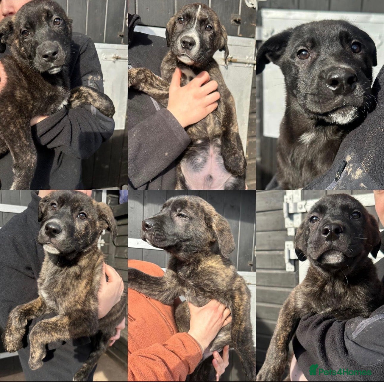 Mixed Breed dogs German Shepherd × Cane Corso Puppies - Ready now - Advert 2