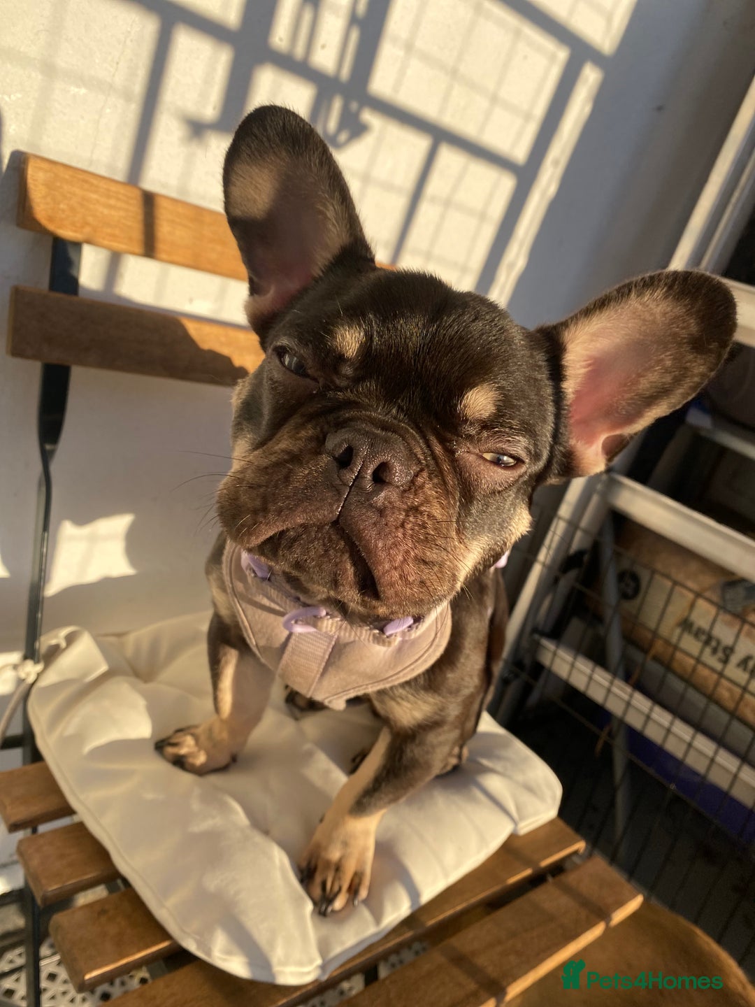 French Bulldog dogs for sale: 7 month old puppy  - Advert 5