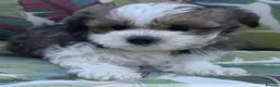 Pomapoo dogs for sale: *Rare Parti marked Pomapoo boys * - Advert 3