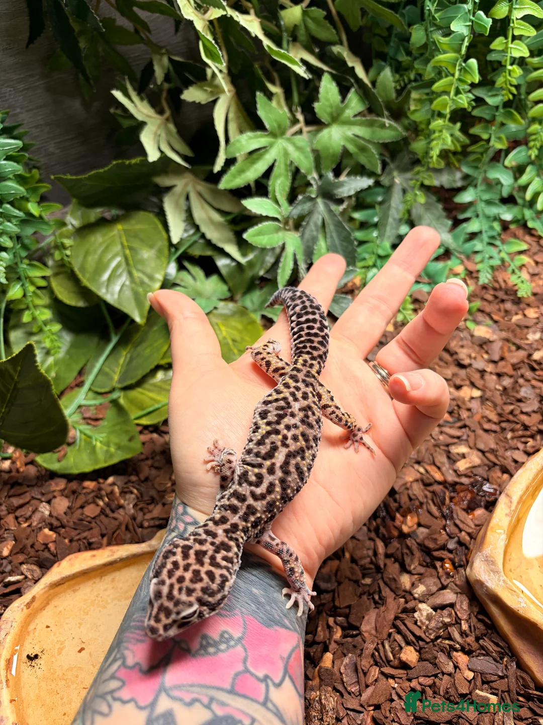 Gecko reptiles for sale: Four leopard geckos & large vivarium set up - Advert 3