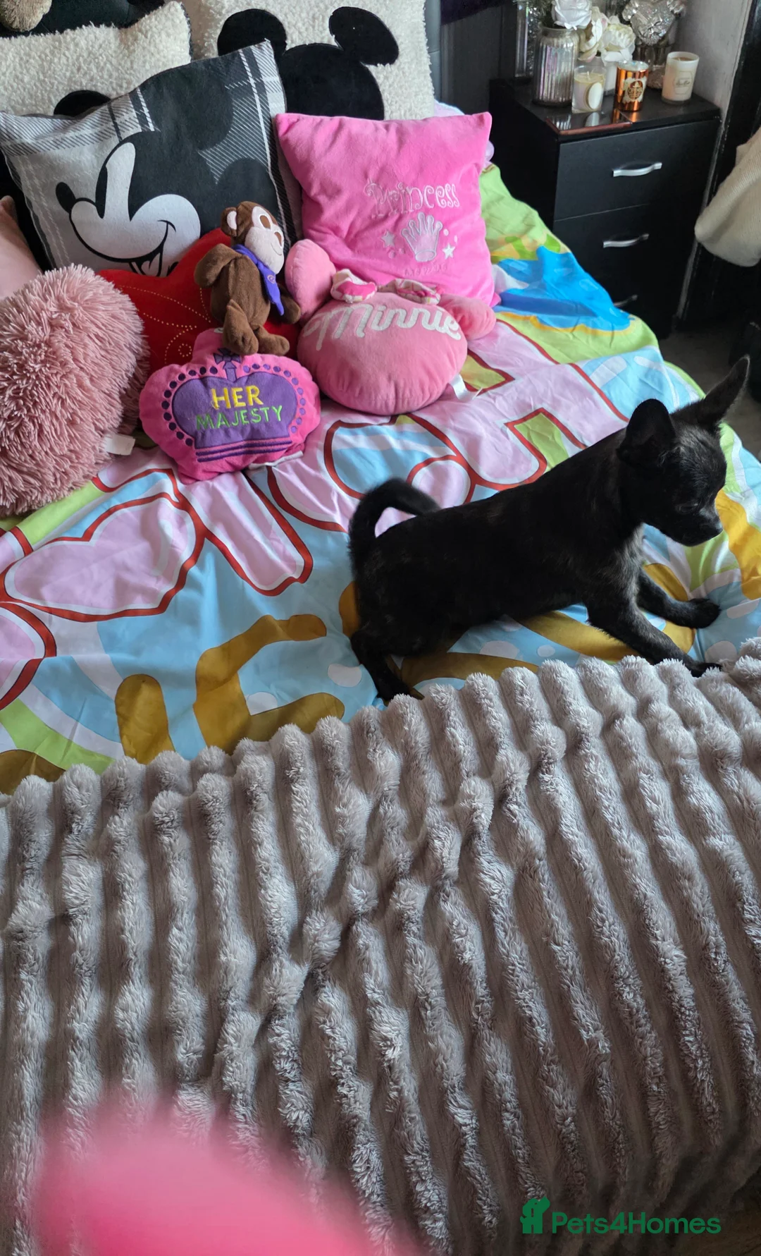 French Bulldog dogs for sale: ❤️⭐️ ONE Frenchie Pom GIRL LEFT ❤️⭐️ - Advert 21