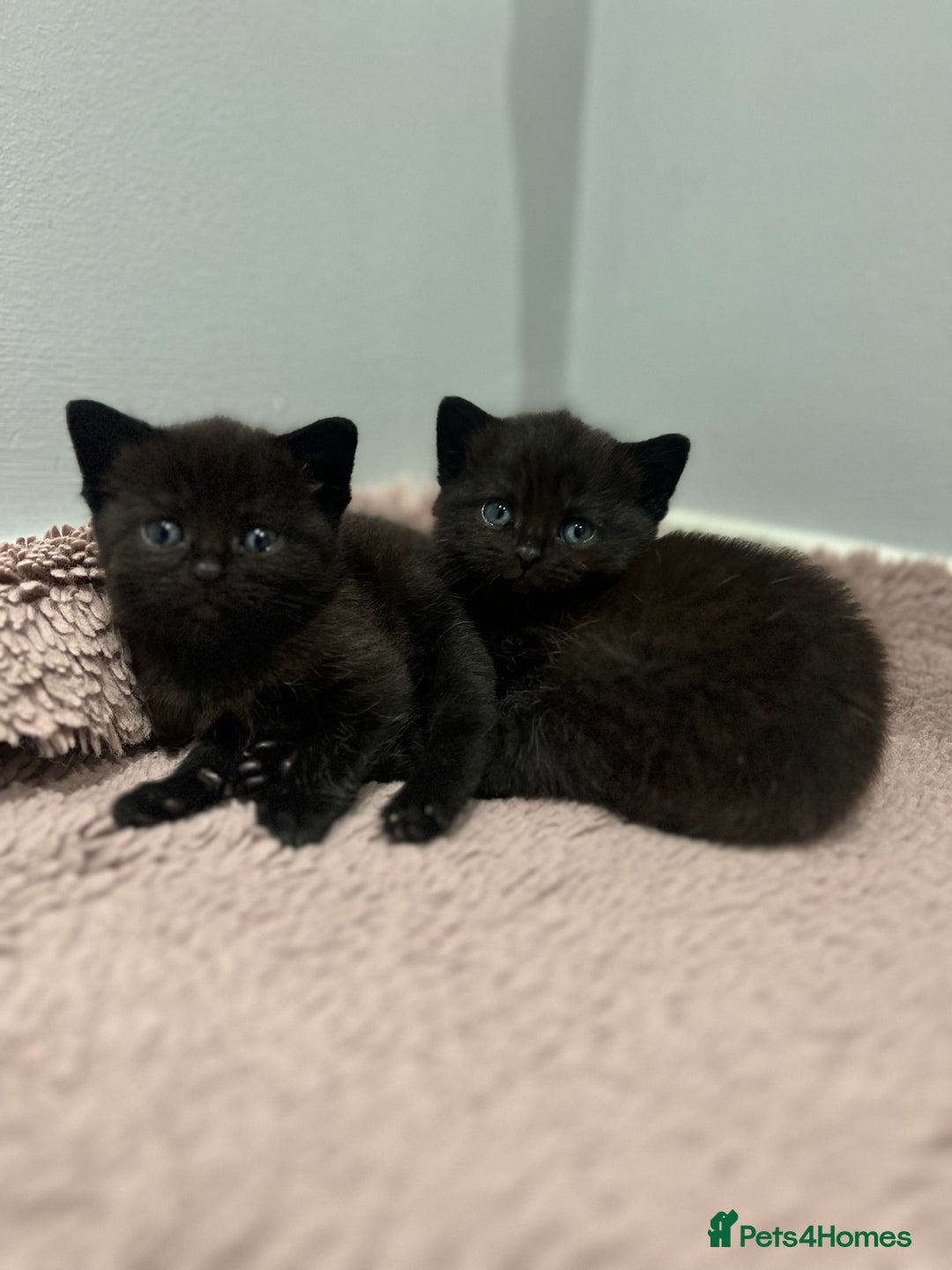 British Shorthair cats for sale: Beautiful British Shorthair Kittens  - Advert 13