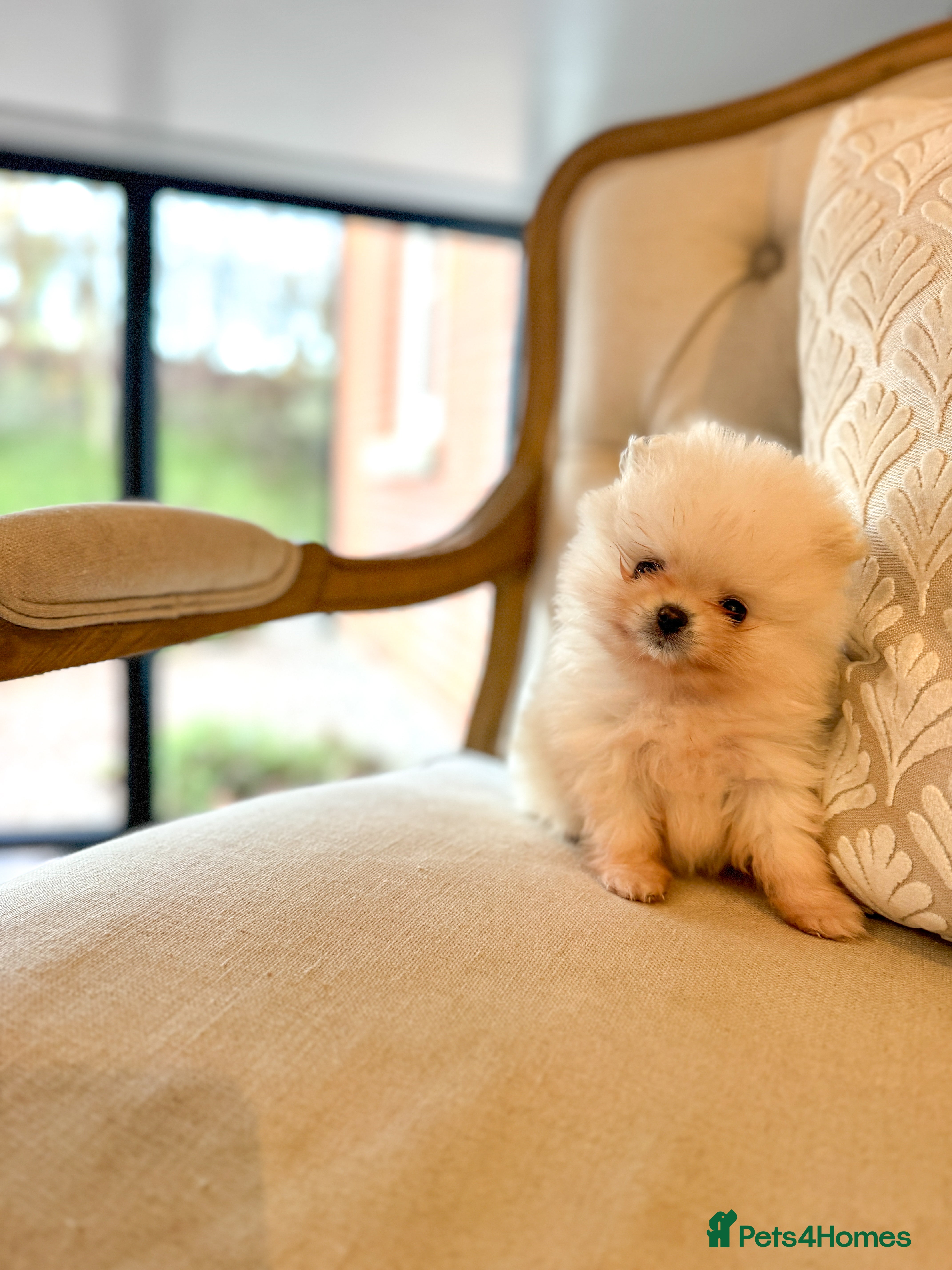 Pomeranian dogs 🧸 WHITE KC TEDDY BEARS 🧸 1 GIRL & 1 BOY LEFT!  - Advert 4